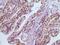 Glutathione S-Transferase Pi 1 antibody, 32-167, ProSci, Immunohistochemistry frozen image 