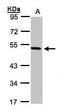 Paired Box 8 antibody, TA308698, Origene, Western Blot image 