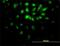 E2F Transcription Factor 6 antibody, H00001876-M02, Novus Biologicals, Immunofluorescence image 