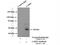 Ceramide Synthase 2 antibody, 20344-1-AP, Proteintech Group, Immunoprecipitation image 