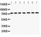 Lamin A/C antibody, LS-C357473, Lifespan Biosciences, Western Blot image 