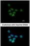 SAP130 antibody, PA5-29450, Invitrogen Antibodies, Immunofluorescence image 