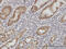 Cadherin 1 antibody, 51-437, ProSci, Enzyme Linked Immunosorbent Assay image 