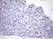 Peptidylprolyl Isomerase F antibody, LS-C791893, Lifespan Biosciences, Immunohistochemistry paraffin image 
