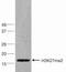 Di-Methyl-Histone H3 antibody, 49-1013, Invitrogen Antibodies, Western Blot image 