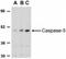 Caspase 5 antibody, NBP1-77209, Novus Biologicals, Western Blot image 