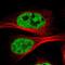 Cell Division Cycle 5 Like antibody, PA5-52823, Invitrogen Antibodies, Immunofluorescence image 
