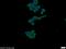 Protein WWC2 antibody, 24750-1-AP, Proteintech Group, Immunofluorescence image 