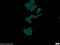 WW And C2 Domain Containing 2 antibody, 24750-1-AP, Proteintech Group, Immunofluorescence image 