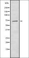 Nucleolar Protein 12 antibody, orb338513, Biorbyt, Western Blot image 