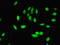 PHD finger-like domain-containing protein 5A antibody, LS-B12267, Lifespan Biosciences, Immunofluorescence image 