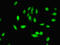 PHD Finger Protein 5A antibody, LS-B12267, Lifespan Biosciences, Immunofluorescence image 