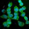 Kinesin Family Member 15 antibody, A05983-1, Boster Biological Technology, Immunofluorescence image 