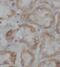 Mitochondrial Ribosomal Protein S36 antibody, FNab05363, FineTest, Immunohistochemistry paraffin image 