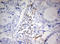 MSR antibody, LS-C789630, Lifespan Biosciences, Immunohistochemistry frozen image 