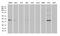 Dual Specificity Phosphatase 5 antibody, LS-C795724, Lifespan Biosciences, Western Blot image 