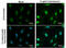 ATF4 antibody, GTX101943, GeneTex, Immunocytochemistry image 