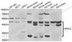 Ret Finger Protein Like 2 antibody, A7578, ABclonal Technology, Western Blot image 