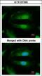 Selenophosphate Synthetase 1 antibody, LS-C185881, Lifespan Biosciences, Immunocytochemistry image 