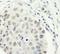 Zinc Finger CCCH-Type Containing 11A antibody, NBP1-82975, Novus Biologicals, Immunocytochemistry image 