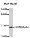 Histone Cluster 2 H2A Family Member A4 antibody, STJ111559, St John