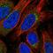 Syntaxin 10 antibody, HPA056439, Atlas Antibodies, Immunofluorescence image 
