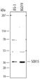 SRY-Box 15 antibody, AF4070, R&D Systems, Western Blot image 