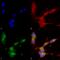 Potassium Voltage-Gated Channel Subfamily Q Member 4 antibody, 11512, QED Bioscience, Immunocytochemistry image 