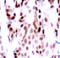JunB Proto-Oncogene, AP-1 Transcription Factor Subunit antibody, MBS128567, MyBioSource, Immunohistochemistry frozen image 