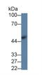 Arylsulfatase B antibody, LS-C373495, Lifespan Biosciences, Western Blot image 