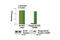 Colony Stimulating Factor 1 Receptor antibody, 13032S, Cell Signaling Technology, Enzyme Linked Immunosorbent Assay image 