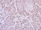 Nucleoporin GLE1 antibody, NBP1-32714, Novus Biologicals, Immunohistochemistry frozen image 