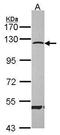 Caspase Recruitment Domain Family Member 6 antibody, PA5-28517, Invitrogen Antibodies, Western Blot image 