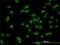 Distal-Less Homeobox 1 antibody, H00001745-M01, Novus Biologicals, Immunofluorescence image 