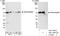 Tripartite Motif Containing 16 antibody, A301-159A, Bethyl Labs, Immunoprecipitation image 