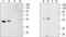 Sphingosine-1-Phosphate Receptor 2 antibody, TA329054, Origene, Western Blot image 