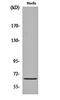 Frizzled Class Receptor 9 antibody, orb161077, Biorbyt, Western Blot image 