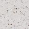 G Protein-Coupled Receptor 137C antibody, PA5-56554, Invitrogen Antibodies, Immunohistochemistry paraffin image 