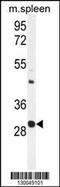 Upstream Transcription Factor 1 antibody, MBS9212224, MyBioSource, Western Blot image 