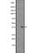 G Protein-Coupled Receptor 55 antibody, abx147318, Abbexa, Western Blot image 