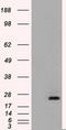 Neurotrophin 4 antibody, LS-C114329, Lifespan Biosciences, Western Blot image 