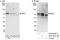 MAX Network Transcriptional Repressor antibody, A303-627A, Bethyl Labs, Immunoprecipitation image 