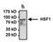 Heat Shock Transcription Factor 1 antibody, NB300-730, Novus Biologicals, Immunoprecipitation image 