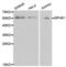 Sphingosine kinase 1 antibody, abx000568, Abbexa, Western Blot image 