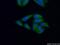 Lysine Methyltransferase 2E antibody, 14540-1-AP, Proteintech Group, Immunofluorescence image 