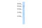 Zinc finger protein with KRAB and SCAN domains 3 antibody, 27-901, ProSci, Western Blot image 