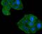 Cell Division Cycle 42 antibody, A00119S71, Boster Biological Technology, Immunocytochemistry image 