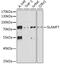 SLAM Family Member 7 antibody, 16-659, ProSci, Western Blot image 