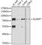 Cs1 antibody, 16-659, ProSci, Western Blot image 