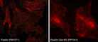 Paxillin antibody, PM1071, ECM Biosciences, Immunocytochemistry image 